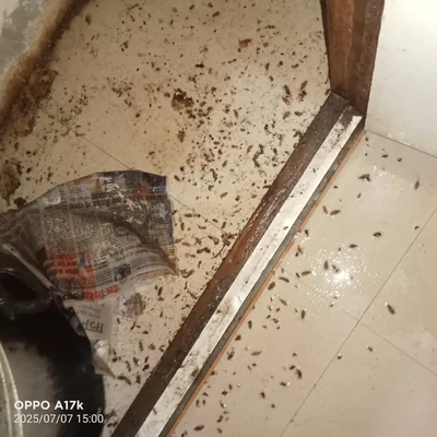 Sukhmani Pest Control work gallery image 1