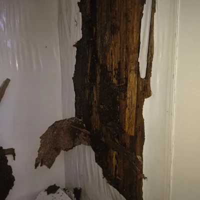 Sukhmani Pest Control work gallery image 6