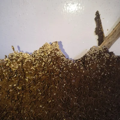 Sukhmani Pest Control gallery image 13
