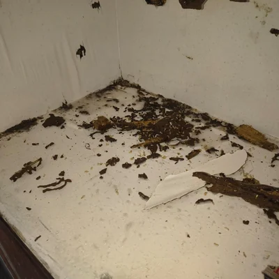 Sukhmani Pest Control gallery image 17