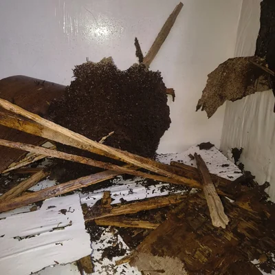 Sukhmani Pest Control gallery image 19