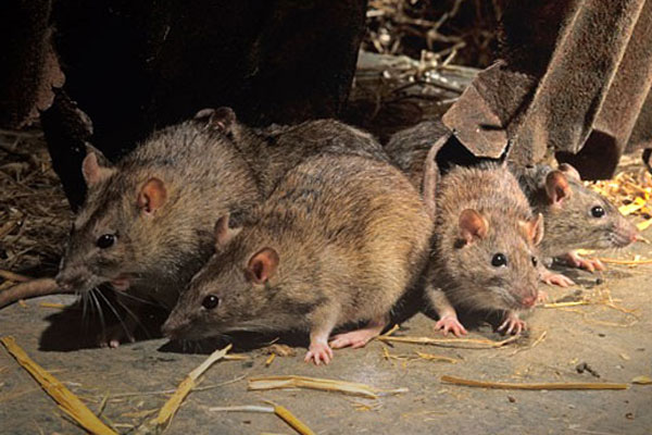 rodent control