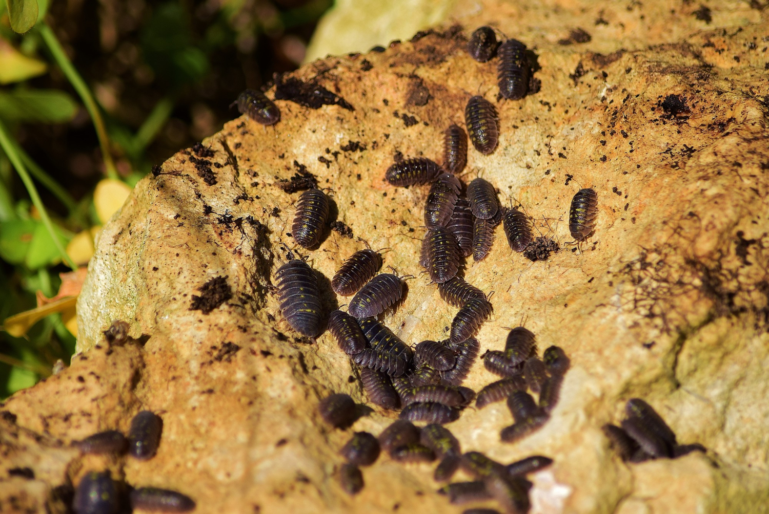 Close-up pest inspection and termite control treatment