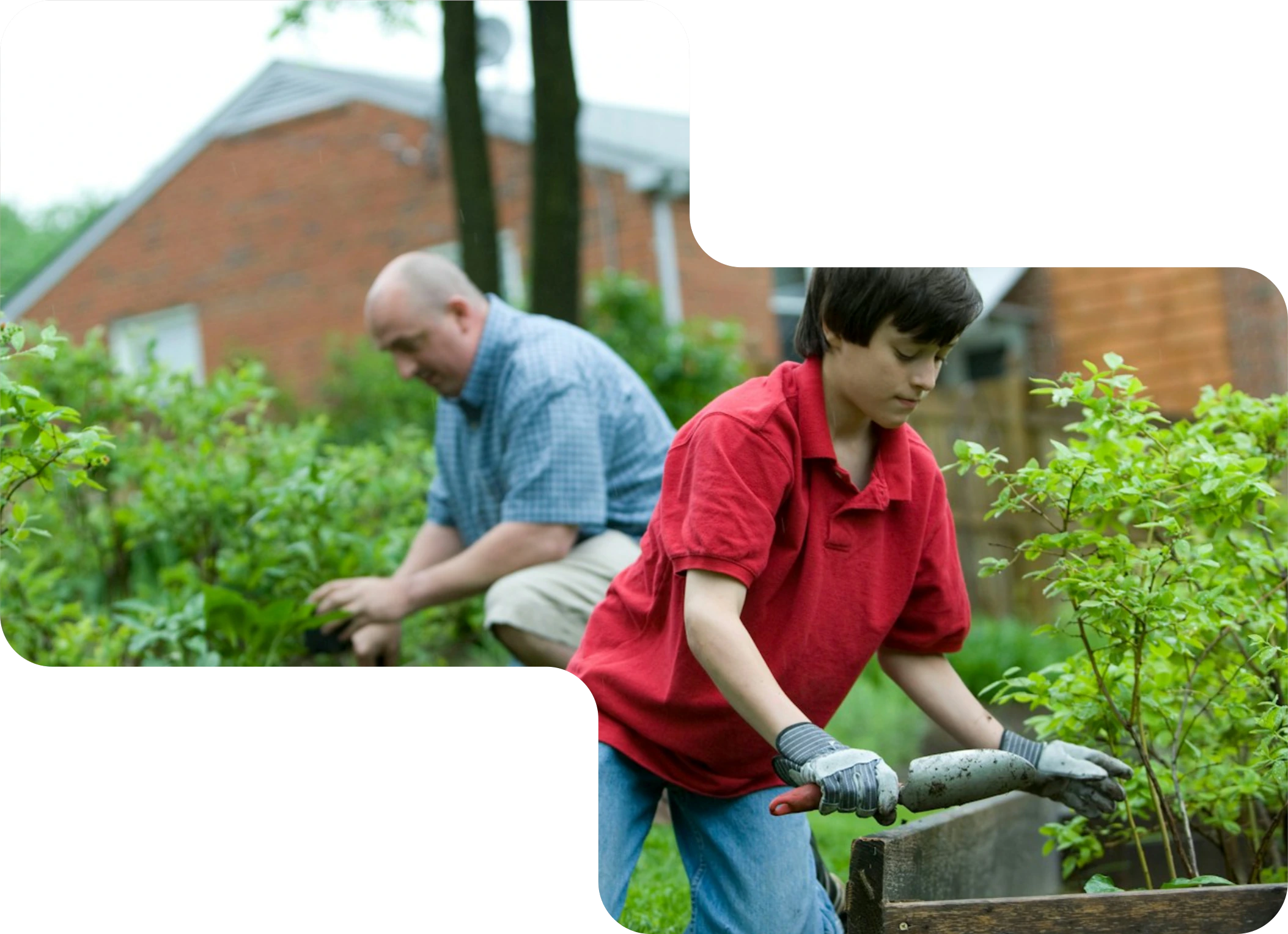 A family gardening safely at a Sukhmani-treated home