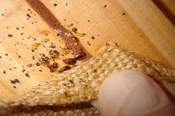 Bed bug treatment close-up