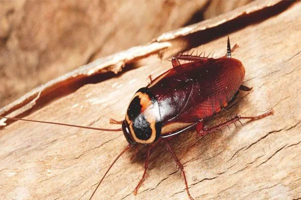 Cockroach treatment close-up