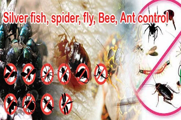 Silverfish, fly and ant control treatment