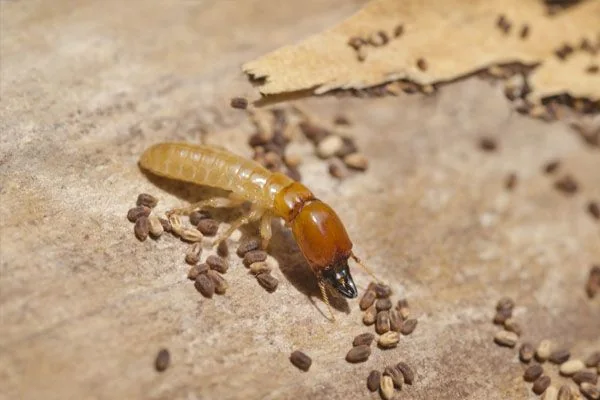 Close-up pest inspection and termite control treatment