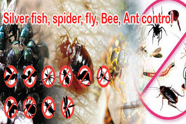 pest control in Noida